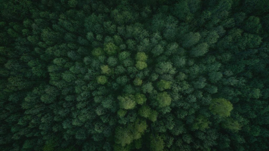 Image of a lush forest